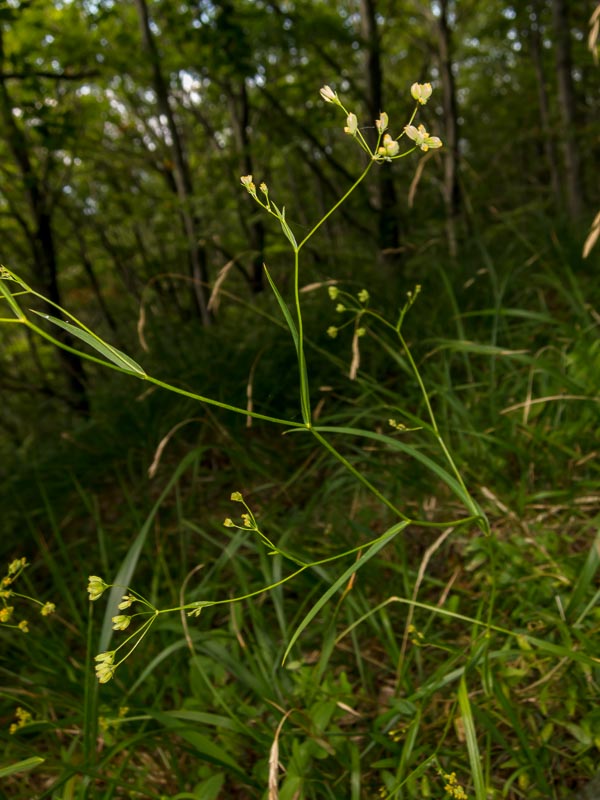 Bupleurum falcatum / Bupleuro falcato